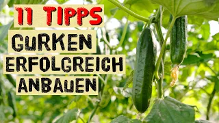 11 Gurkentipps vom Gärtner - das musst du beachten um eine gute Gurkenernte zu bekommen!