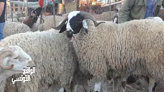 أسعار العلوش في رحبة المنيهلة  🔥🐏 العلوش الي يحلى في العين ب1300و الزوالي يستنى في الدولة