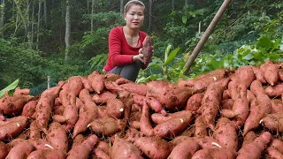 Lieu harvests a lot of sweet potatoes, processing and long-term preservation. Free Life (ep171)