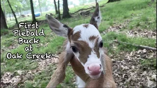 First Piebald Buck at Oak Creek Whitetail Ranch