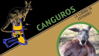 Canguros: En Australia las vacas son bien raras. | Ep 64 | CULTURA COLMILLUDA