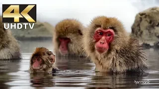 Harmonic 4K Demo - Snow Monkeys in DTS