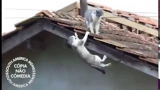 Cat leaves enemy fall to death. (Scar kills Mufasa)