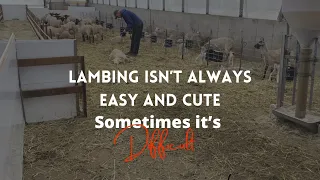 Lambing isn’t always easy and cute. Sometimes it’s difficult. Lambing Vlog # 5