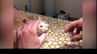 Removing huge bot fly from 8 week old kitten