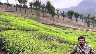 Enjoying tea estate view in Munnar