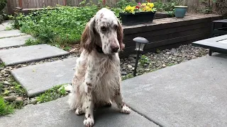 English Setter Wants Birthday Ribs