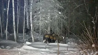 Moose in the night