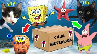 CAJA MISTERIOSA DE BOB ESPONJA vs animales del mar en la vida real / Videos de gatos Luna y Estrella