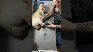 Pekingese Lola grooming