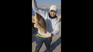 דייג שורי באילת עם רחפן על חי-fishing in Eilat Israel