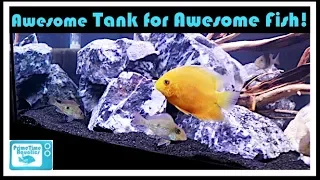 Setting Up a 125 Gallon Aquarium for Geophagus winemilleri and Severums