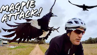 The Worst Magpies I've Ever Encountered! Double Attacks! 🚲🦅🦅🇦🇺