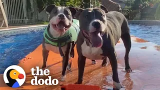 House Full Of Four Rescue Pitties Are Obsessed With The Pool | The Dodo Pittie Nation