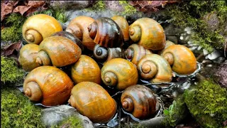 Wow!! Hunting Snails, Bekicot, Keong mas, Siput, Cangkang, Dan Kaki seribu atau Luwing Di Sungai #2