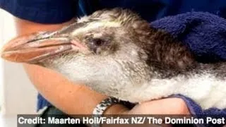 Penguin Dies After Traveling 1,000 Miles To New Zealand