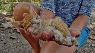 Kitten Can't Get Over the Loss of Brother and Sisters ...