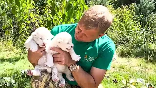 Oleg Zubkov presents! Long-awaited WHITE LION-GIRLS were born in Taigan