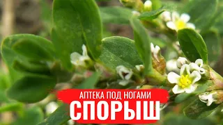 СПОРЫШ / о правилах сбора / нюансах заготовки и приготовлении полезных настоев / Аптека под ногами