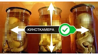 Кунсткамера в 360° (VR-видео)