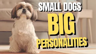 Top 10 SMALL Dog Breeds with Big Personalities! 🐾 Dogs 101