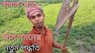 বাদাম খেতে ঘাস দমনের নতুন পদ্ধতি/New methods of grass control / Panchagarh Ar King Shakib Vlogs