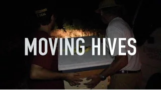 Moving Hives