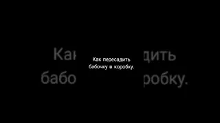 Как пересадить бабочку в коробку.