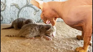 1 hour story about adopted kittens