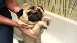 Swimming pug my cute Elvis