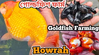 Goldfish Aquarium Fish Farming | Aquarium Fish| howrah fish farm