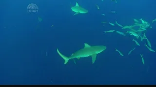 Track sharks this summer in Florida, the world's shark bite capital