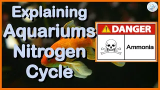 Explaining Aquariums Nitrogen Cycle | Aquariums Beginners Series | Episode 006