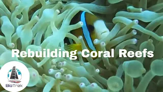 Coral Reefs in Indonesia: A  Reef Restoration Story. Ep 140