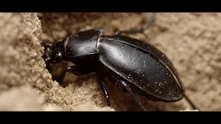 Ízelítő a Gönyűi-homokvidék bogaraiból