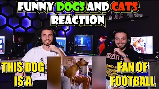 Funny Dogs And Cats Reaction - Funniest Pets Video 2020 | Pets Island (Reaction)