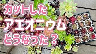 【摘芯と胴切りその後】我が家のアエオニウムたち【全35品種、一気にお見せします】