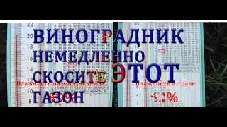 Виноградник немедленно  скосите этот газон Уберите траву с виноградника