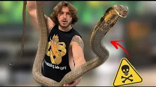 Snake Queen | Venomous Snakes | Top 10 Dangerous Snakes in the World | Techbye World