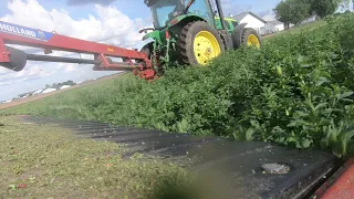 1st Cut Haylage 2020