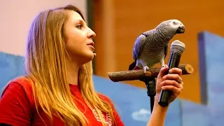 🦜🦜🦜দেখুন মানুষের মতো কথা বলা 10টি পাখি 🦜🦜🦜 | Top 10 Most Popular talking pet Birds | Talking Parrots