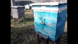 Утеплення бджіл на веснятий розвиток