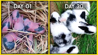 Baby Rabbit | Day 01 to Day 30 | Baby Rabbits Grow Up