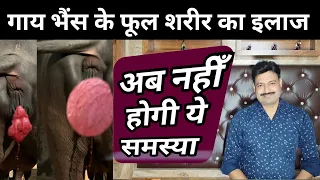 cow buffalo ka phool dekhna गाय भैंस फूल देखा तो क्या करे/ भैंस फूल दिखाने की दवा prolapse of uterus