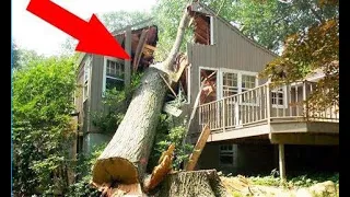 10 Extreme Dangerous Idiots Tree Felling Fails With Chainsaw - Fastest Skill Chainsaw Tree Falling