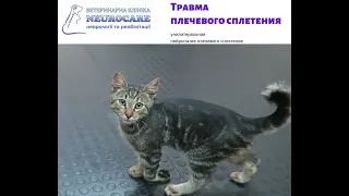 травма плечевого сплетения у кота