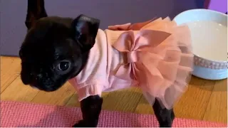 Tiny Frenchie is excited to show off her amazing ballet dancing skills but...Eda ep3