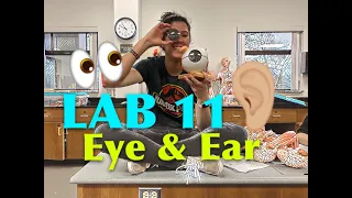 A&P 1 -  Lab 11: Eye & Ear Review