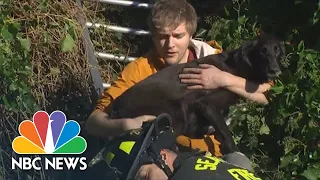 Dog Rescued From Inside Home 6 Days After Seattle Landslide