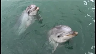 Стала известна причина смерти  дельфина  в дельфинарии Большой Утриш